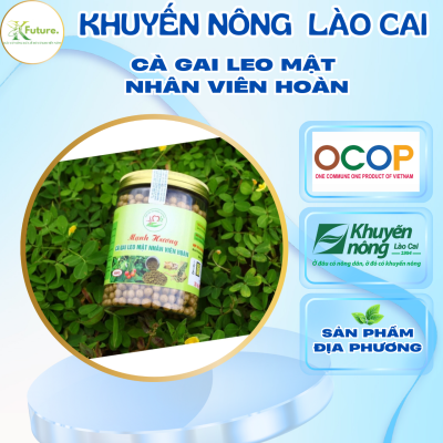 Cà gai leo viên hoàn cao mật nhân – Lào Cai